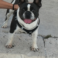 Bulldog francese per monta