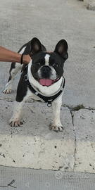 Bulldog francese per monta