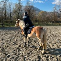 Cavalla in mezza fida