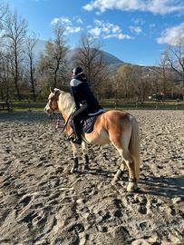 Cavalla in mezza fida