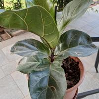 Ficus Lyrata noto come Fico a foglie di violino