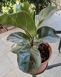 Ficus Lyrata noto come Fico a foglie di violino