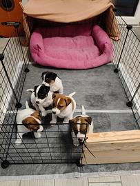 Cuccioli di Jack Russell