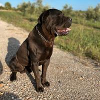 Cane corso