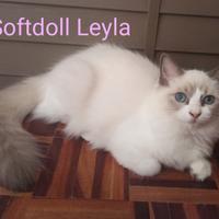 Cuccioli Ragdoll