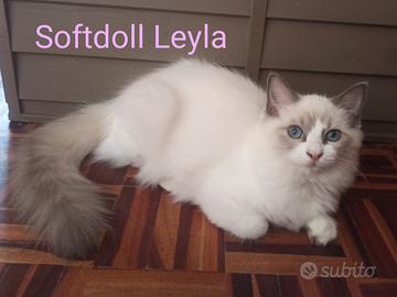 Cuccioli Ragdoll