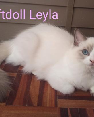 Cuccioli Ragdoll