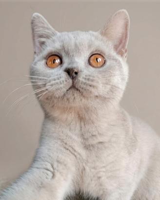 British shorthair maschietto 