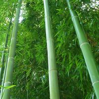 Bamboo grande bambù phillostachys