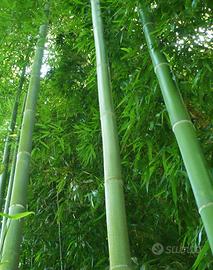 Bamboo grande bambù phillostachys