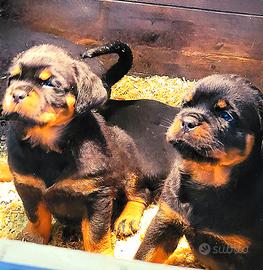 Cuccioli rottweiler alta genealogia