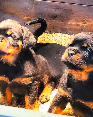 Cuccioli rottweiler alta genealogia