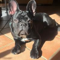 Bulldog francese per monta