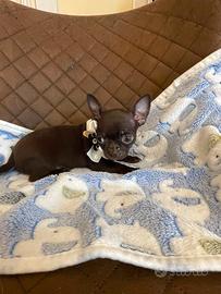 Chihuahua cuccioli
