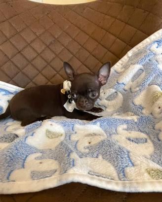 Chihuahua cuccioli
