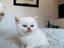 Immagine 5