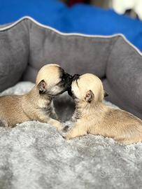 Femminuccia chiuhuahua