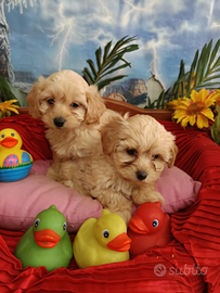 Disponibili Cuccioli Maltipoo Colore Albicocca