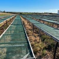 Telai per essiccazione pomodorisecchi,fichiecchi…