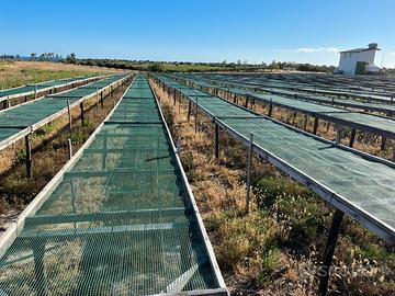 Telai per essiccazione pomodorisecchi,fichiecchi…