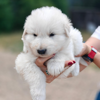 Cuccioli di pastore maremmano abruzzese
