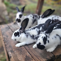 Conigli pezzati papillon