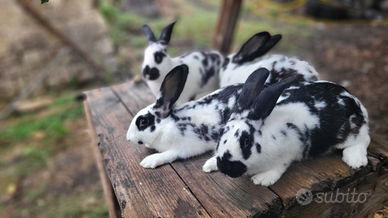Conigli pezzati papillon