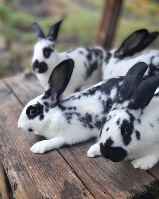 Conigli pezzati papillon
