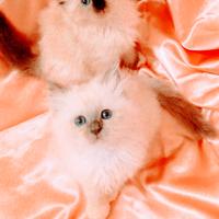 Cuccioli Sacro di Birmania