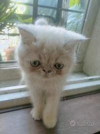 Gatti persiani a pelo corto