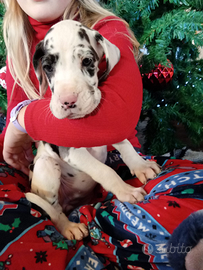 Cucciolo alano Arlecchino