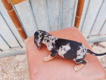 Cuccioli. bassotto Arlecchino silver