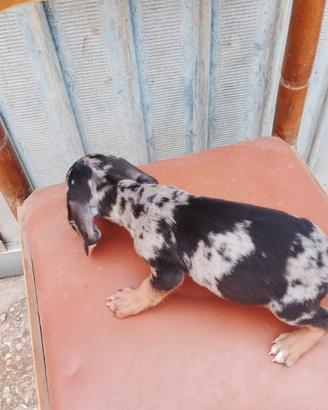 Cuccioli. bassotto Arlecchino silver