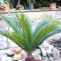 Cycas radicate 