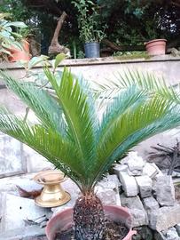 Cycas radicate 