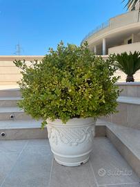 Pianta Bosso a palla Buxus-rotundifolia