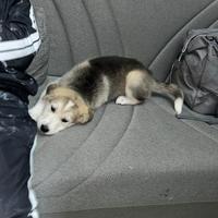 Alaskan Malamute