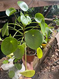 Pilea Peperomioides 25/35cm 4 anni