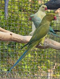 Coppia parrocchetto dal collare