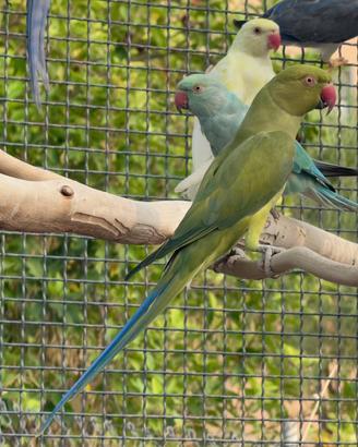 Coppia parrocchetto dal collare