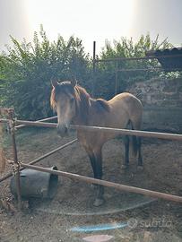Cavallo intero addestrato