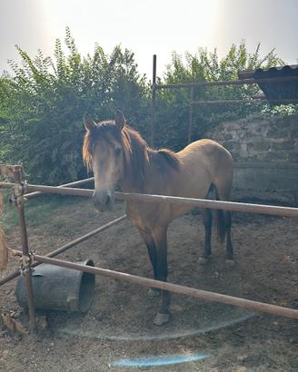 Cavallo intero addestrato
