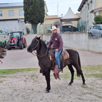 Cavallo PRE andaluso