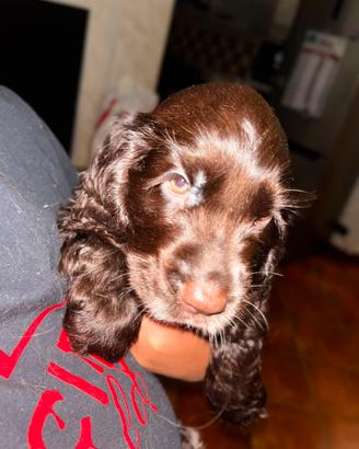 Cuccioli di cocker spaniel inglese