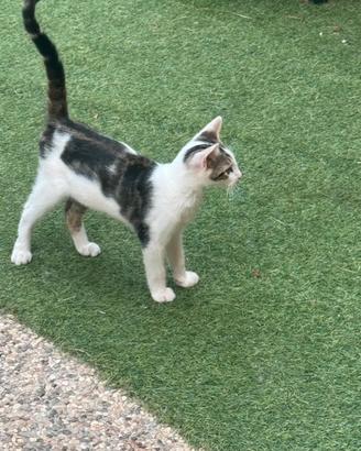 Cuccioli di gatto disponibili