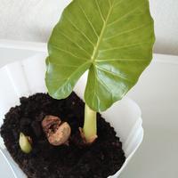 Alocasia orecchie di Elefante 