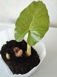 Alocasia orecchie di Elefante 