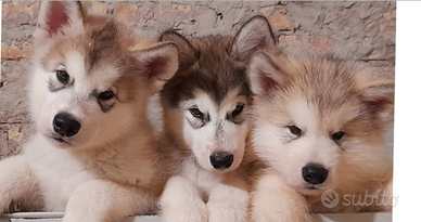 2 cucciole Alaskan Malamute cons. Dopo 6/12/25