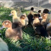 Anatroccoli pulcini anatra muta