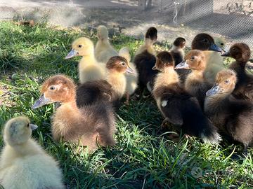 Anatroccoli pulcini anatra muta